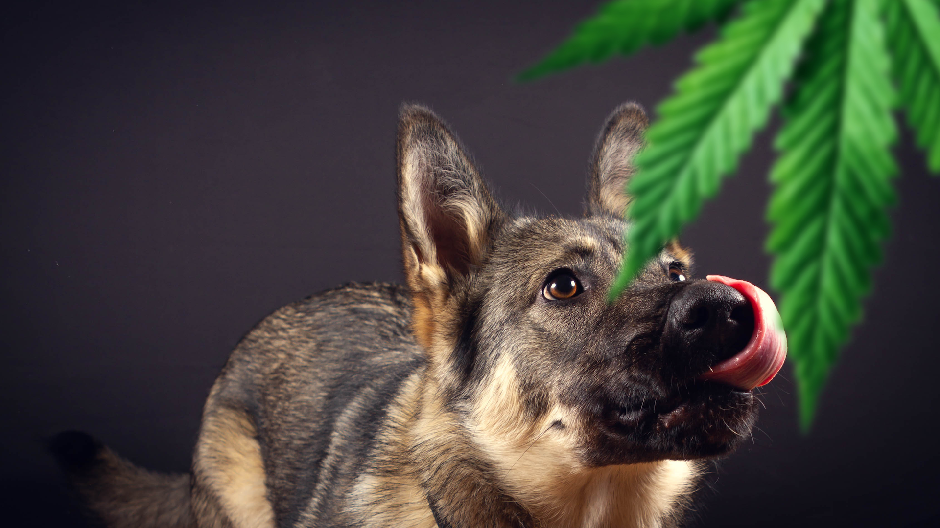Cannabis and Your Pets - What You Need to Know About Marijuana Toxicity -  Walker Road Animal Hospital